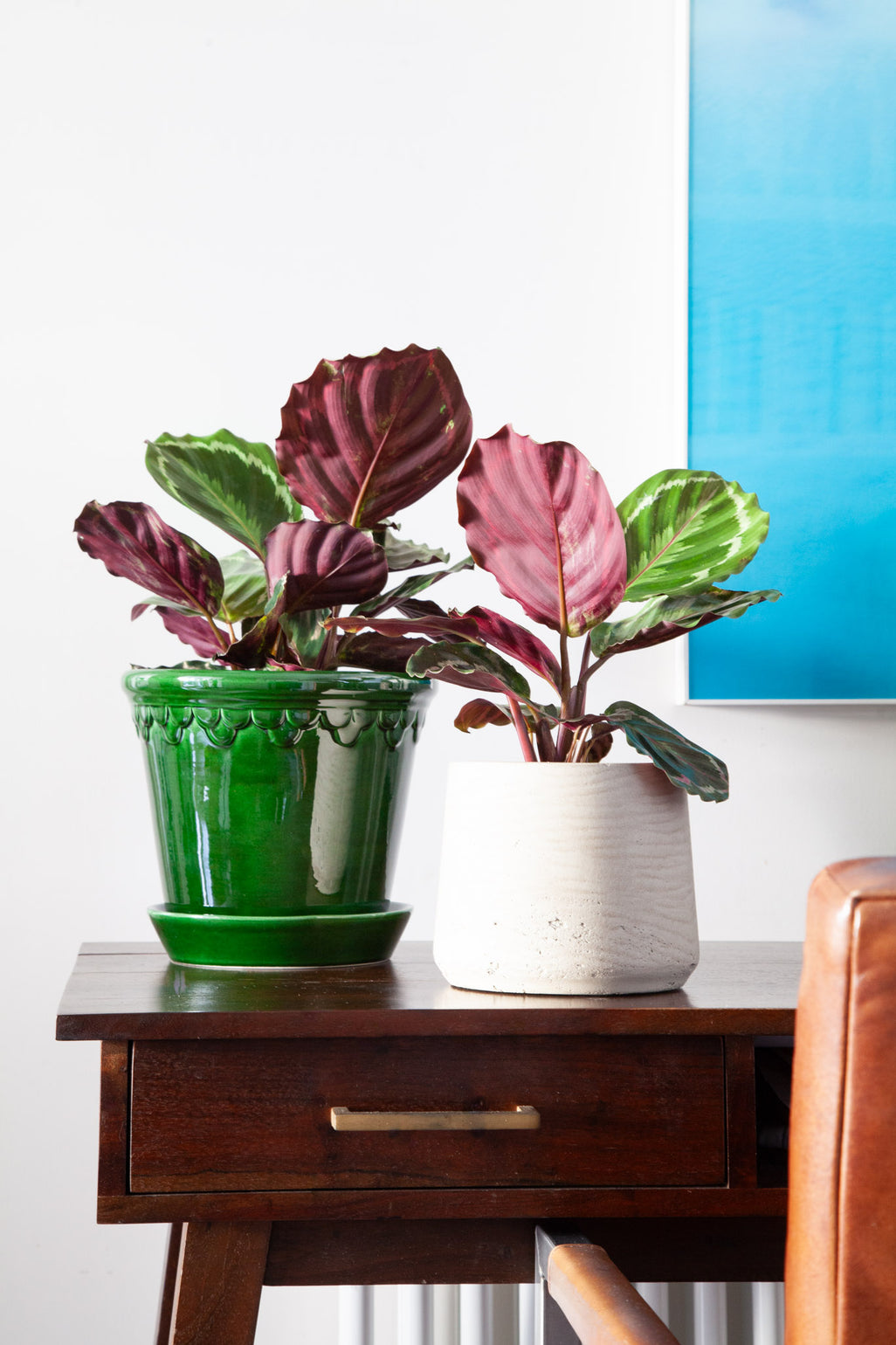 files/IndoorPlants_3-JamiesHouse23.11.2023-060_399ae5c9-0ab5-42f8-a840-fd2fa484de13.jpg